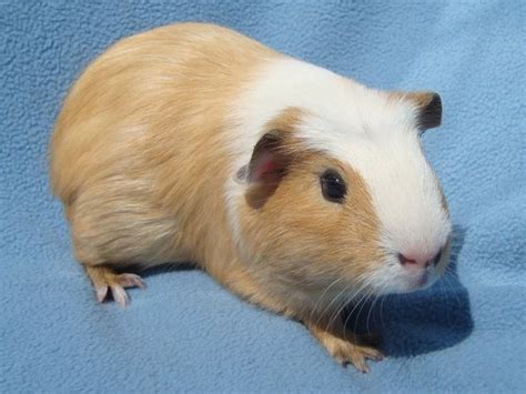 There are at least 14+ different pure breeds of miniature pigs. Different Breeds of Guinea Pigs- Moo Moo Pets Blog