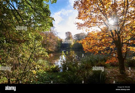 Autumn In English Woodlands In The Uk Stock Photo Alamy