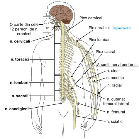 Organizarea Sistemului Nervos Biologie Barron S Ginamed