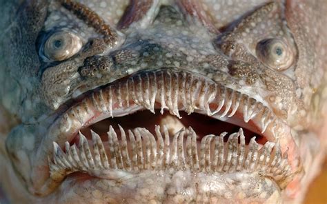 The Worlds Ugliest Fish In Pictures