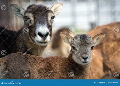 Mouflon Baby Near His Mother In A Zoo Stock Image Image Of Brown