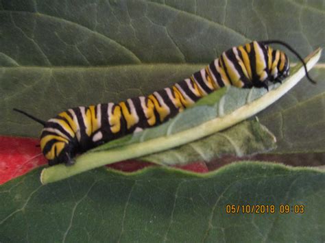 The Coolest Things About Raising Caterpillars Earth Rangers