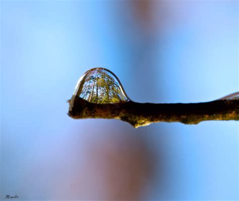 Trees Refracted In A Water Droplet Pics