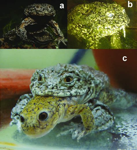 Individuals Of Telmatobius Culeus Eating Smaller Conspecific Frogs A