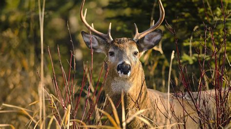 Brown Deer Deer Animals Plants Bokeh Hd Wallpaper Wallpaper Flare
