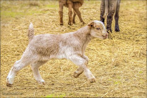 Baby Goat On The Run Photograph By Leeann Mclanegoetz