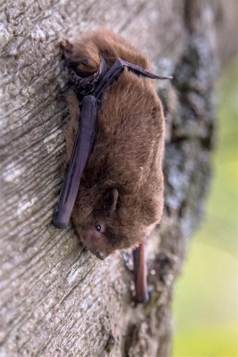 Bat Control Devices Omnis Pest Control