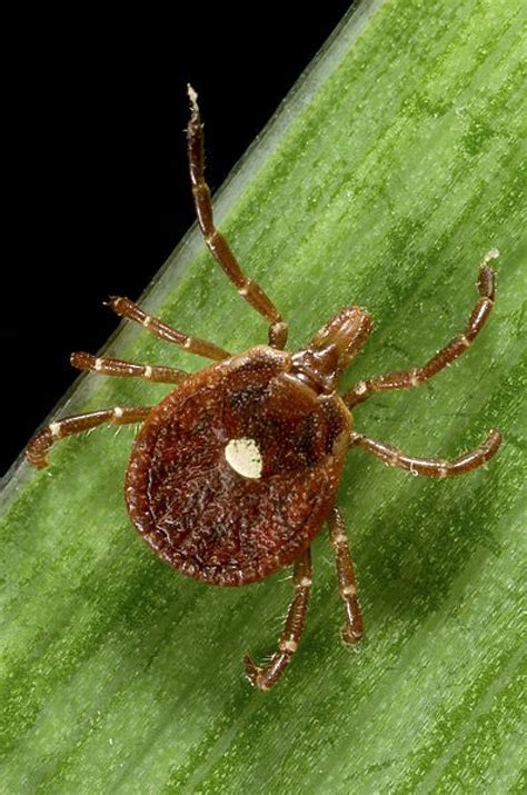 New Tick Borne Disease What Is Ehrlichiosis Ibtimes