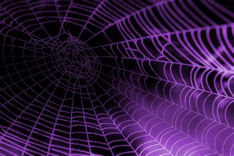 Spider Web Wallpapers 17 Top Free Spider Web Hd Backgrounds For Laptop