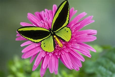 Check spelling or type a new query. 50 Beautiful Pictures Of Flowers And Butterflies