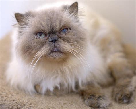 Belle Female Persian X Himalayan Cat In Nsw Petrescue