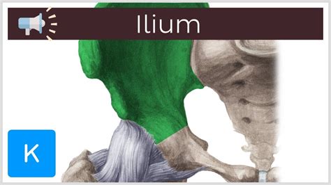 Ilium Anatomical Terms Pronunciation By Kenhub Youtube