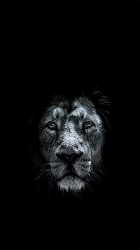 Black Lion Hupages Iphone Animal Lion Lion Iphone Dark Lion Hd