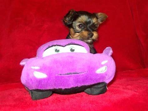 Cute yorkie female | teacup puppies & boutique. Adorable Tiny AKC Yorkie Puppy-Boy! for Sale in Spokane ...