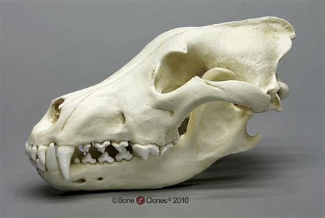Siberian Gray Wolf Skull Bone Clones Inc Osteological Reproductions