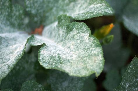 If you see white stuff on plant leaves, it's probably powdery mildew. Mączniak prawdziwy i rzekomy. Wygląd, zwalczanie, domowe ...