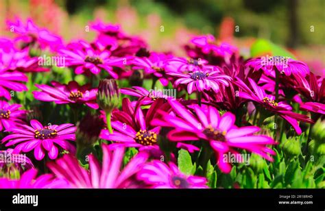 Beautiful Flowerbed Of Osteospermum Spp Soprano Purple African Daisy