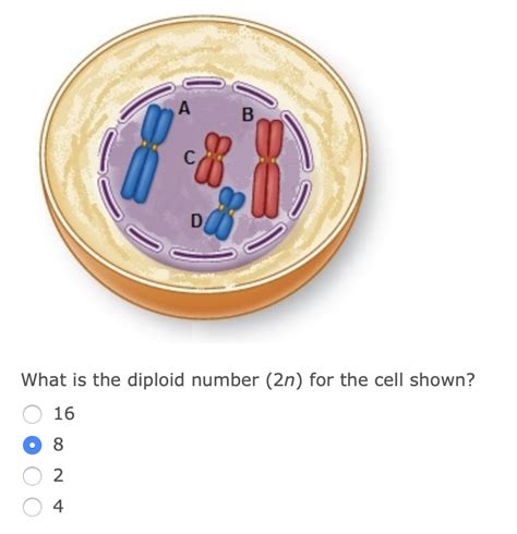 Solved B Which Stage Of The Cell Cycle Could This Cell Not