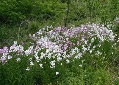 4 the flowers are pleasantly scented, dark pink to white (on r. Dame's Rocket Blooming in Pennsylvania - wildeherb.com