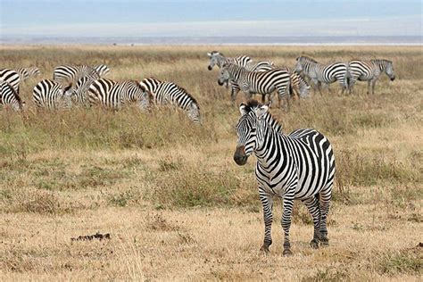 15 Interesting Facts About Zebras Discover Walks Blog