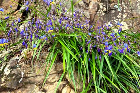 How To Grow And Care For Dianella Caerulea Blue Flax Lily Ultimate