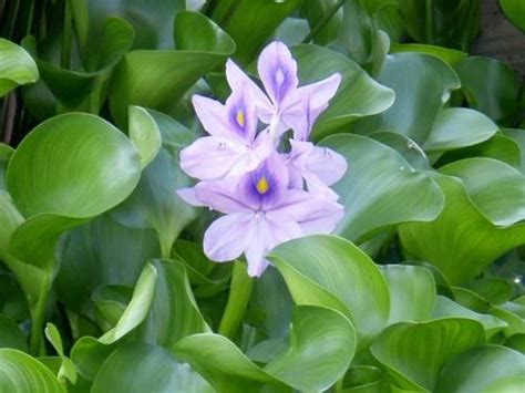 Water Hyacinths Pond Plants For Sale In Beacon Falls