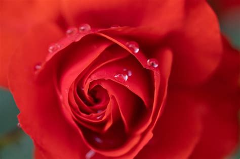 Premium Photo Close Up Of Wet Red Rose