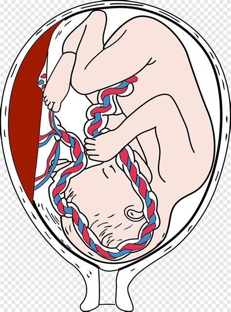 Placenta Embrión Feto Embarazo Feto Diverso Blanco Png Pngegg