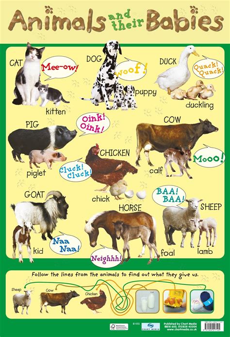 Image Result For Baby Animals Esl Vocabulary Baby Animals Animals