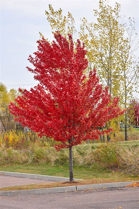 Autumn Spire Red Maple Acer Rubrum Autumn Spire In Columbus Dublin