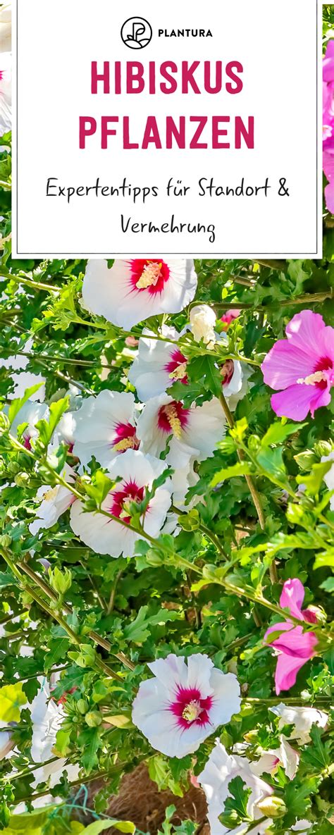 Ein blühender hibiskus verleiht garten und/oder terrasse mediterranes flair. Hibiskus pflanzen: Standort, Zeitpunkt & Vorgehen ...
