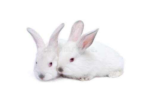 Two Cute White Isolated Baby Rabbits Stock Photo Image Of