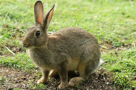 The european rabbit (oryctolagus cuniculus) has been domesticated for hundreds of years. European Rabbit | Taken With a Sony A290 with a Sigma 170 ...