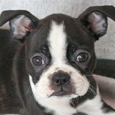 Find great deals on ebay for puppies for sale boston terrier. Boston Terrier Puppy for Sale in Boca Raton, South Florida.