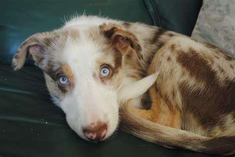 77 Border Collie Puppy Blue Eyes L2sanpiero