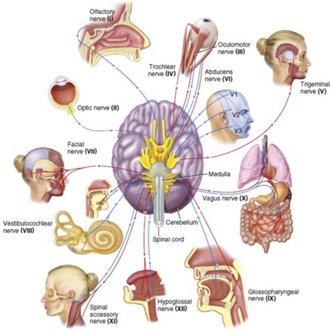 Unit 13 Cranial Nerves Dental Anatomy Flashcards Quizlet