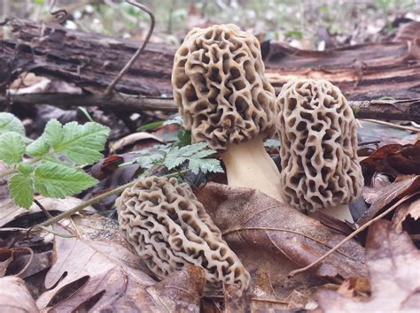 On The Hunt For The Elusive Morel Mushroom In Ohios Appalachian