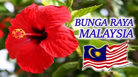 Bunga Raya Malaysia Sejarah Pemilihan Bunga Kebangsaan Youtube