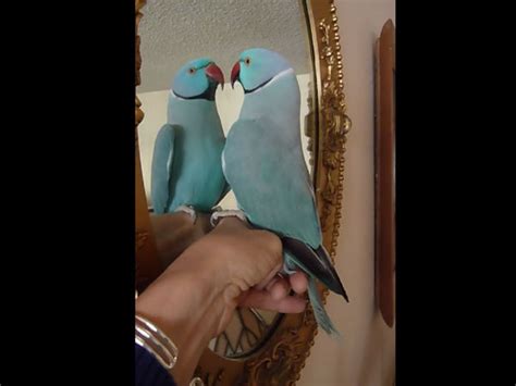 This Self Obsessed Parrot Kisses Itself Watch Video To See How It Did It Oneindia News