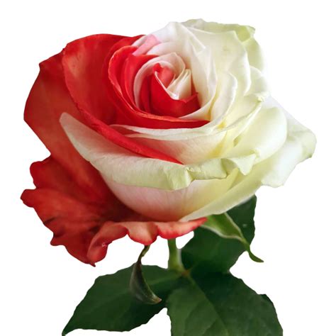 Red And White Tinted Roses Bicolor Roses Online Flower Explosion
