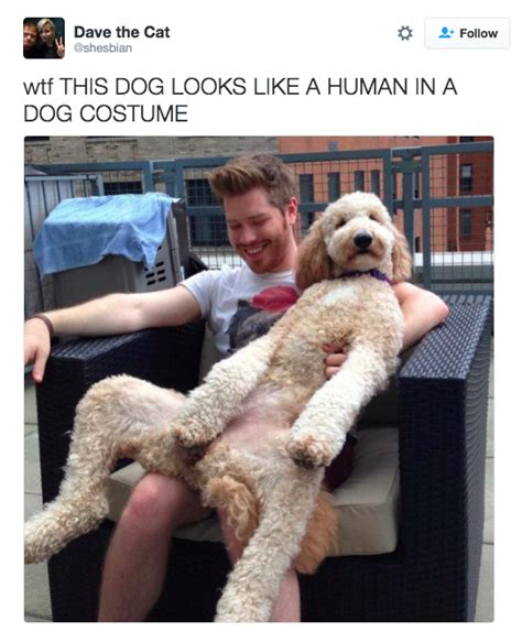 Literally Just 23 Great Tweets About Dogs Acting Like Humans Love My