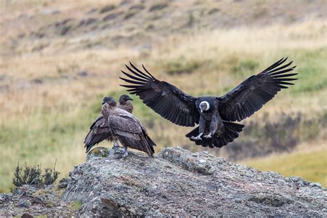 Fast Facts About Andean Condors