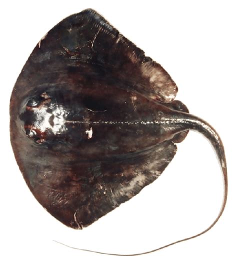 Specimen Of Pelagic Stingray Pteroplatytrygon Violacea Female 967 Cm