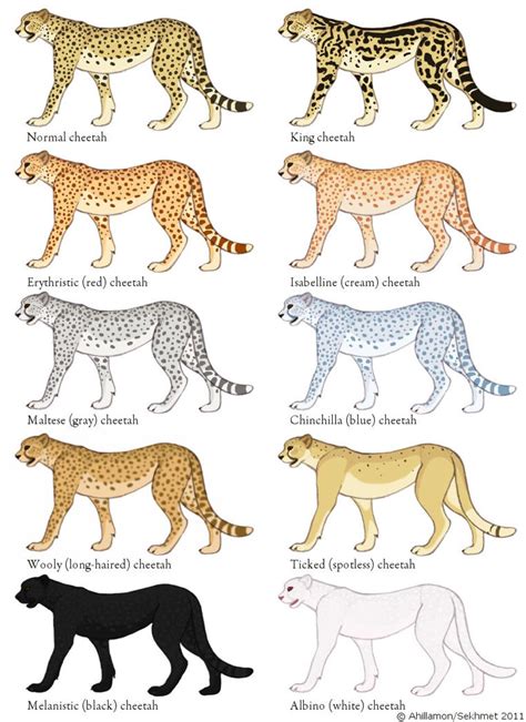 Cheetah Color Mutation Guide By Ahillamon On Deviantart