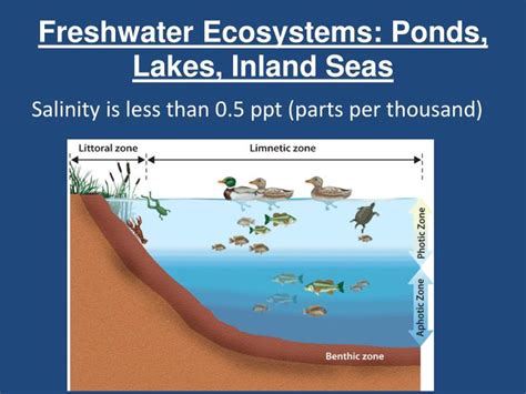 Ppt Chapter 6 Biomes And Aquatic Ecosystems Powerpoint Presentation