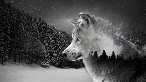 Silver Wolf Wallpaper 2560x1440 Wallpapers