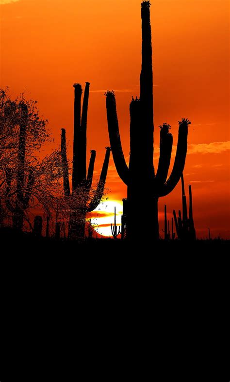 Cacti Sun Sunset Twilight Dark Outlines Hd Phone Wallpaper Peakpx