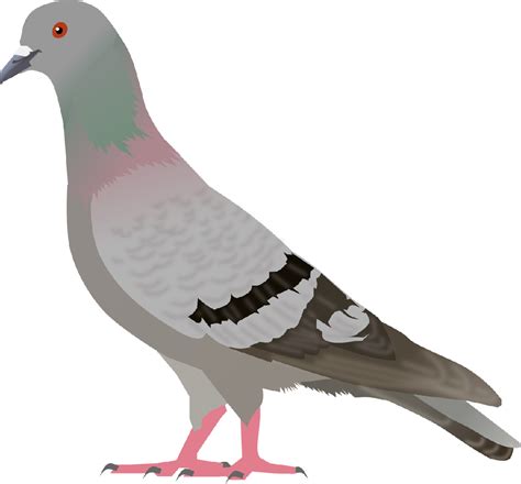 Pigeon Clipart Transparent Clip Art Library