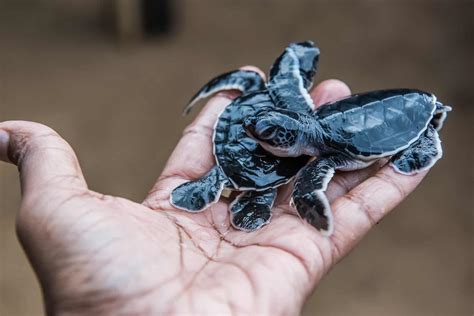 Worlds Smallest Turtle Species