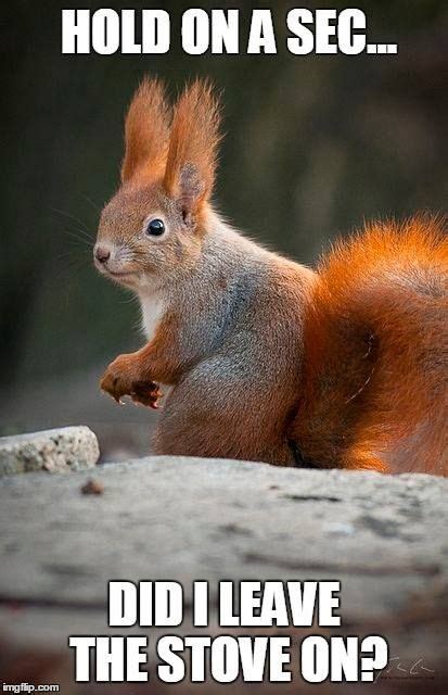 60 best Squirrel Memes images on Pinterest | Squirrel memes, Gutter